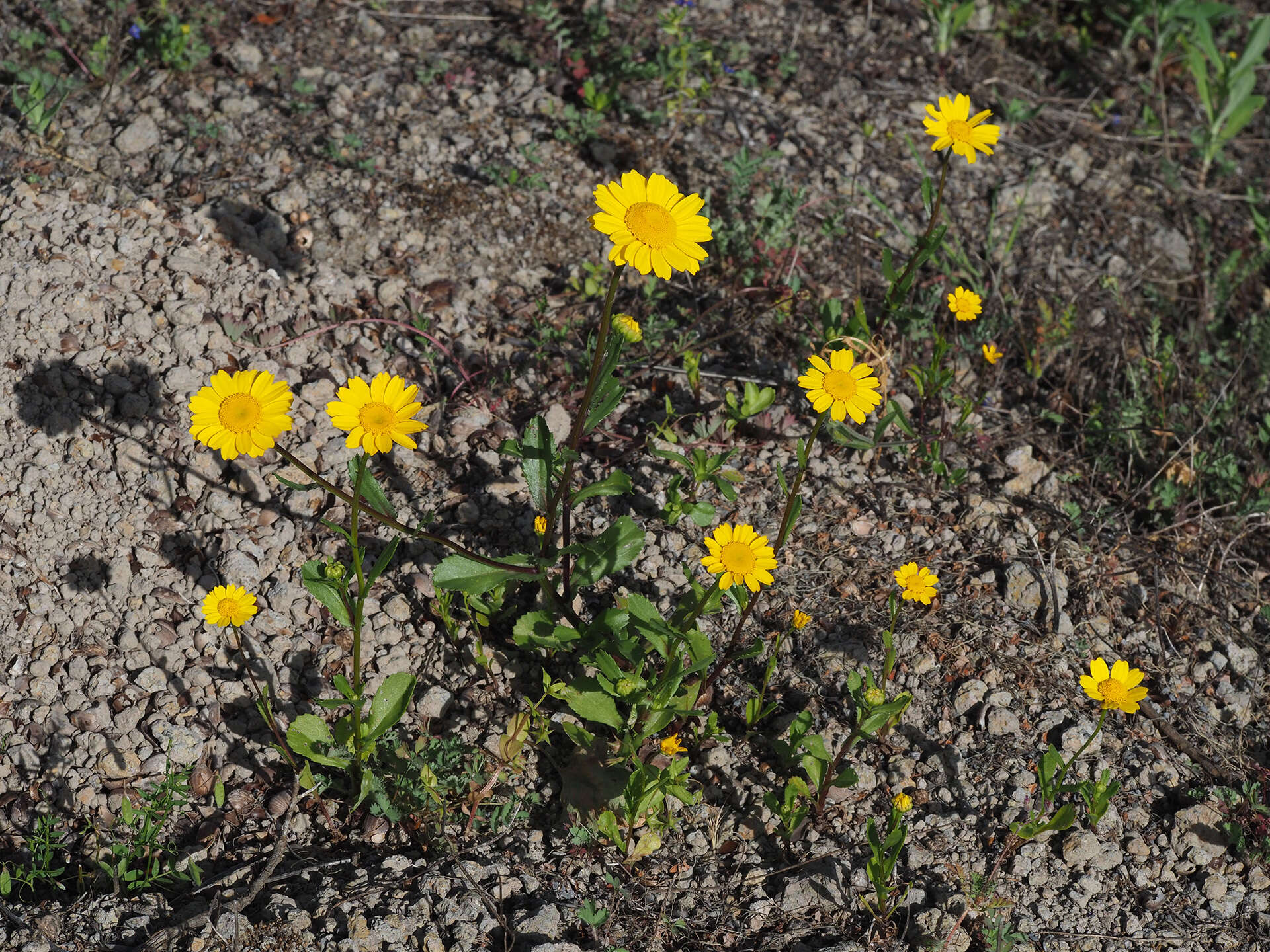 Слика од Coleostephus myconis (L.) Rchb. fil.