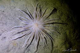 Image of burrowing anemone