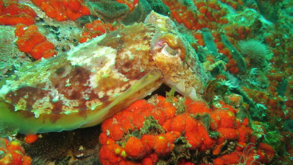 Image of Patchwork Cuttlefish