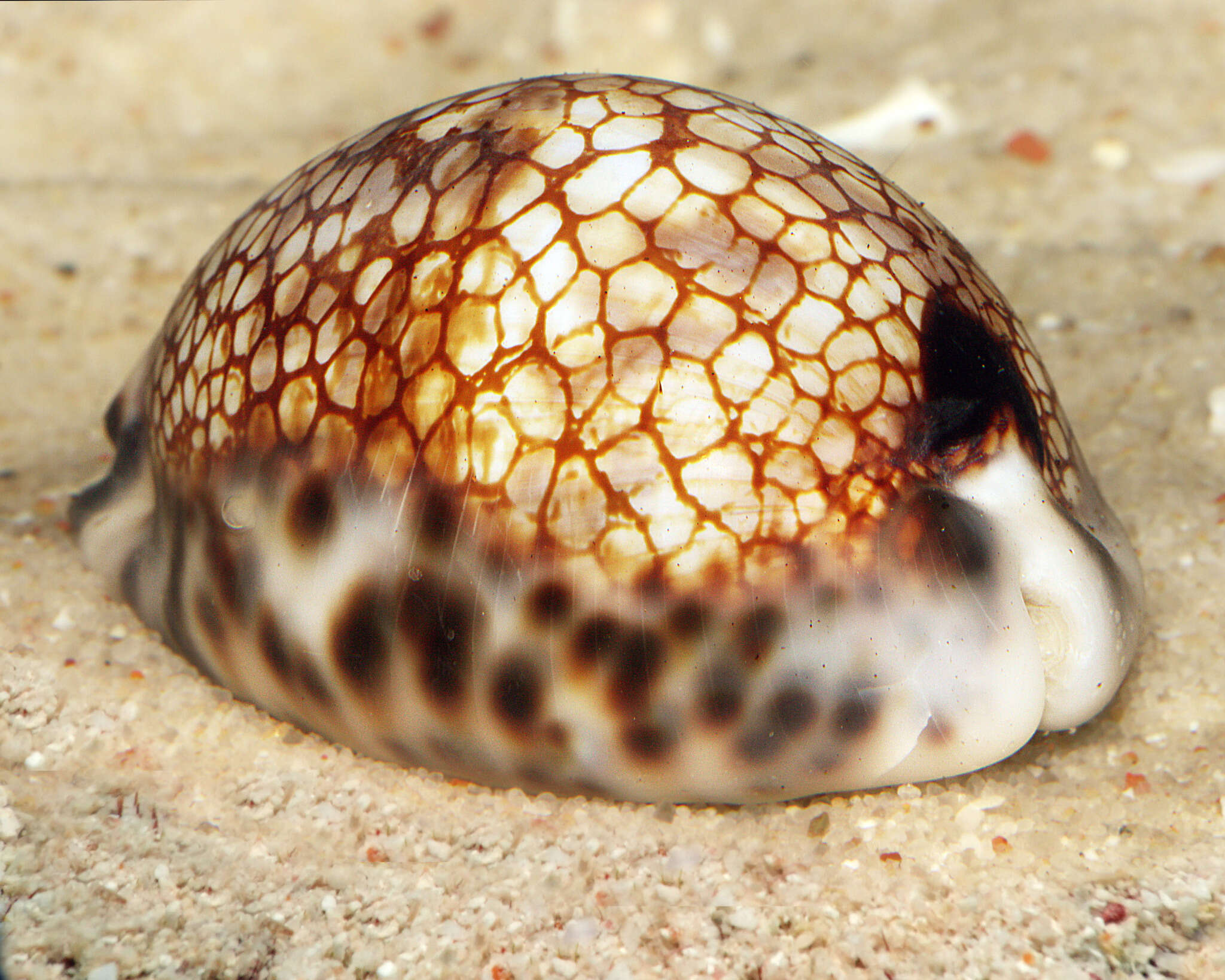 Image of harlequin cowrie