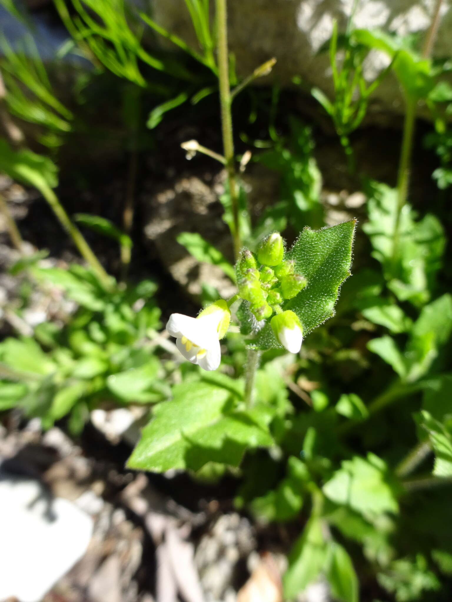 Image de Arabette des Alpes