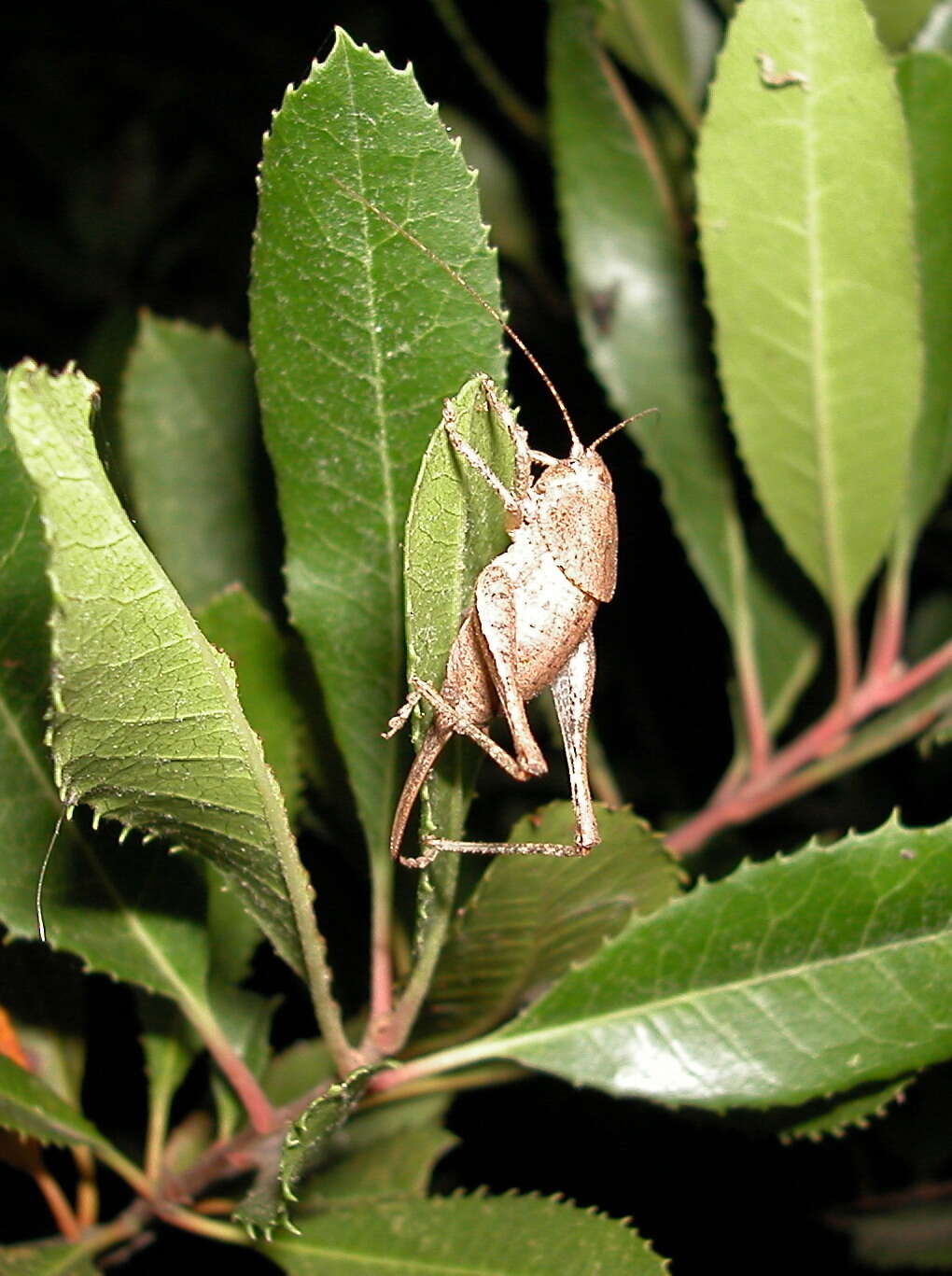 Image of Aglaothorax morsei costalis (Rentz, D. C. F. & Weissman 1981)