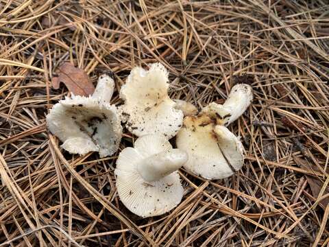 Image of Russula perlactea Murrill 1943