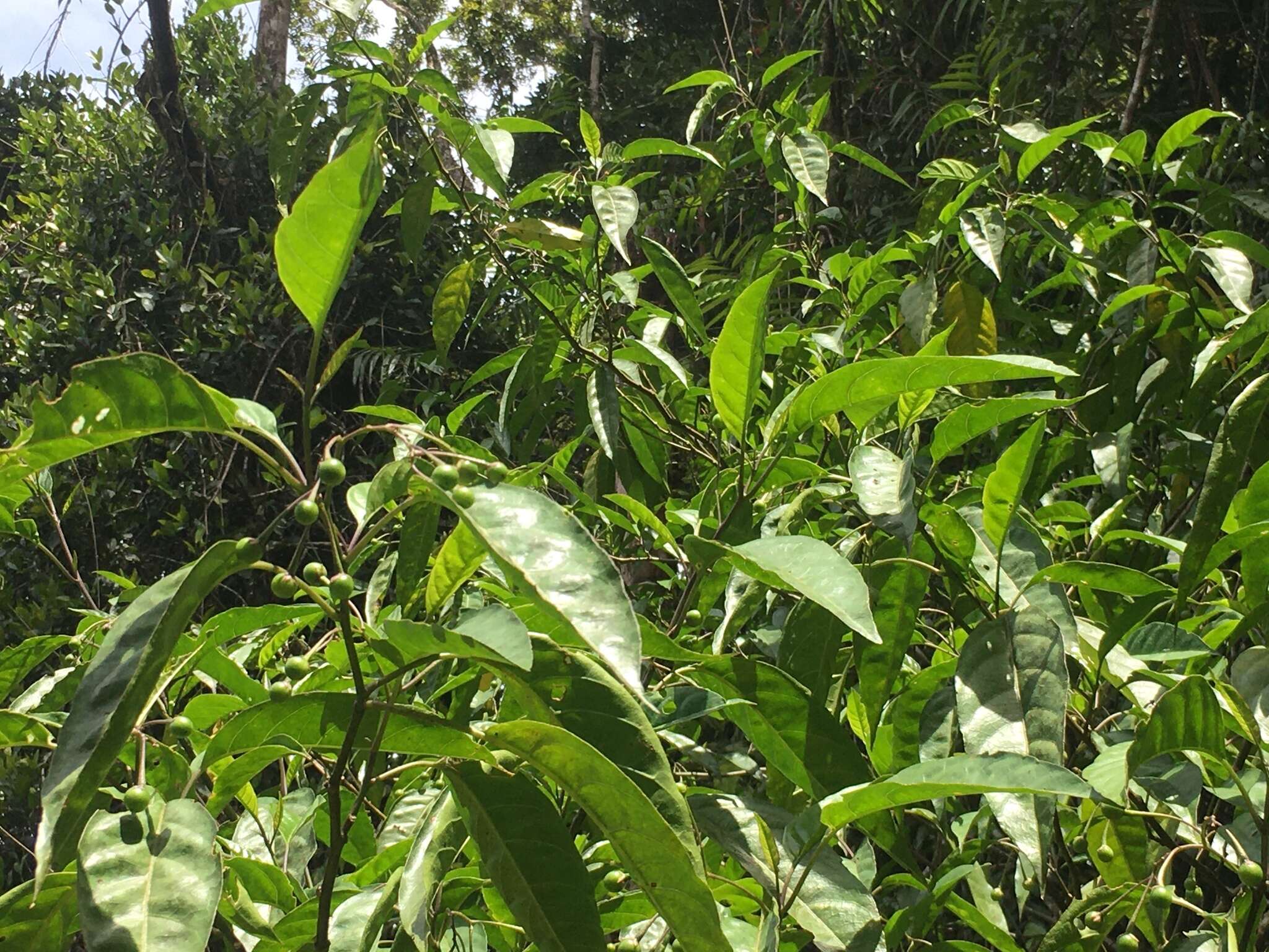 Image of green nightshade