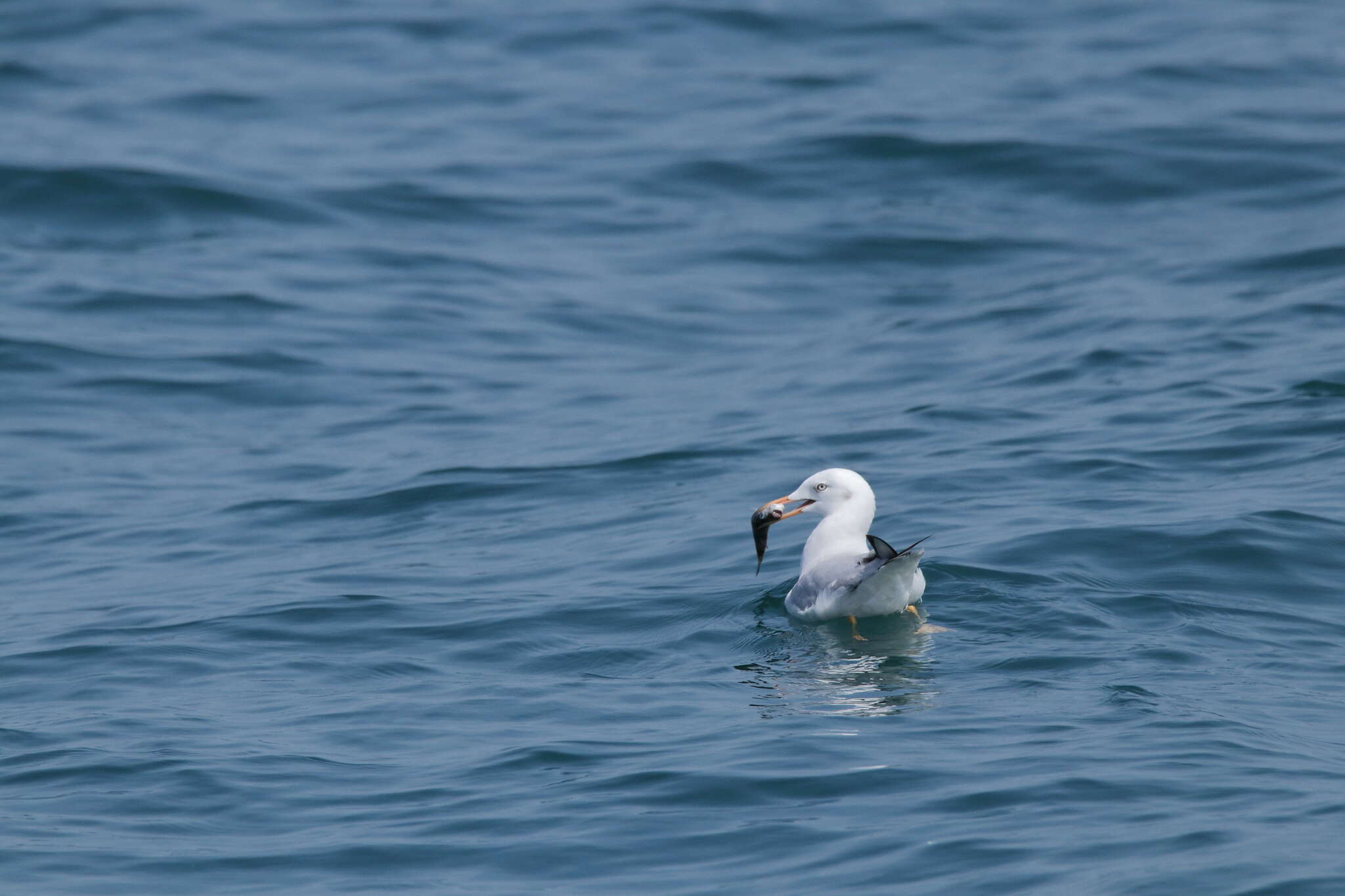 Image of Slender-billed Gull