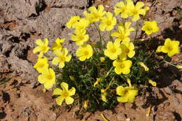 Imagem de Oxalis haedulipes Salter