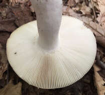 Image of Russula ionochlora Romagn. 1952