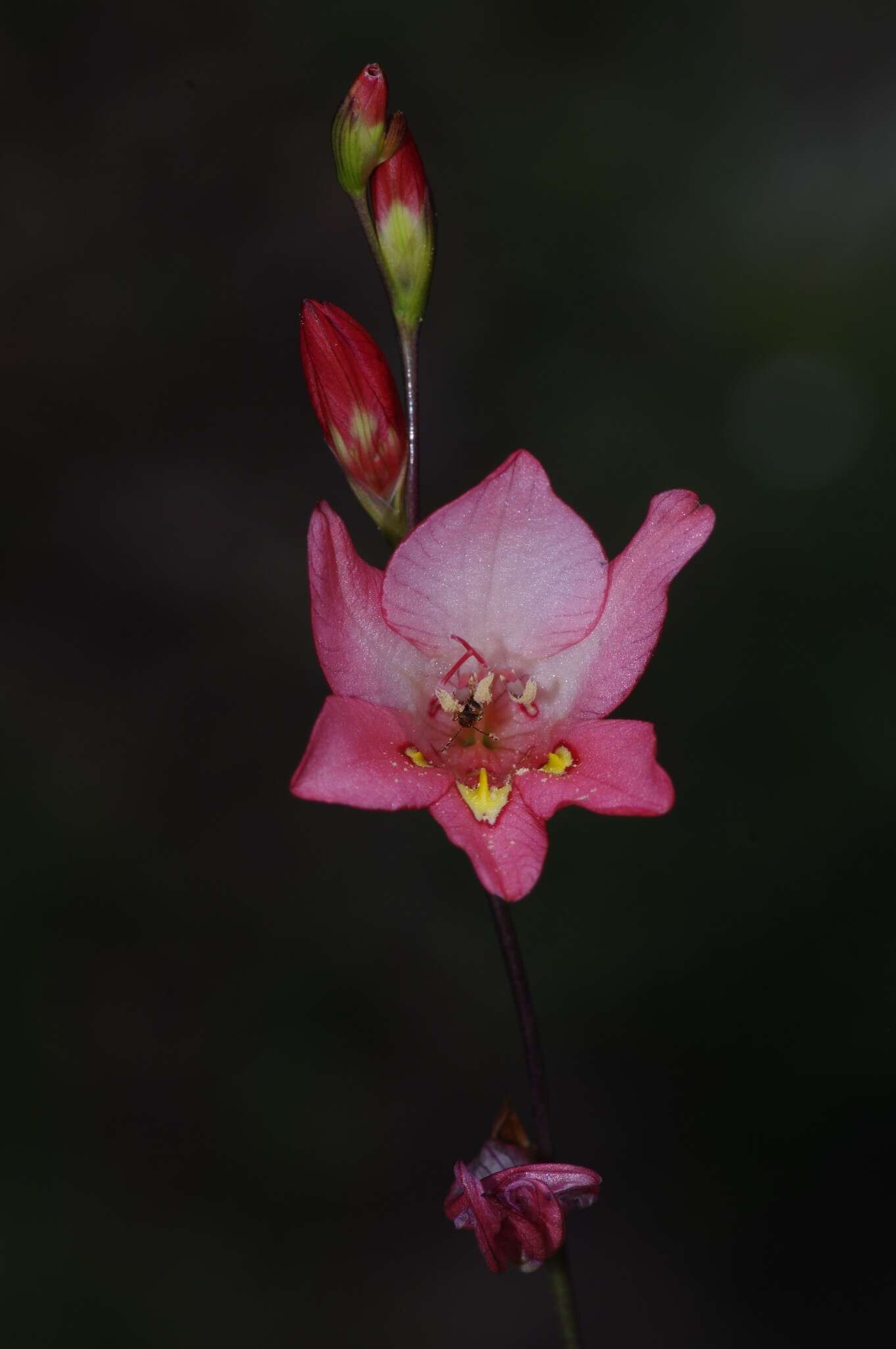 Imagem de Tritonia drakensbergensis M. P. de Vos