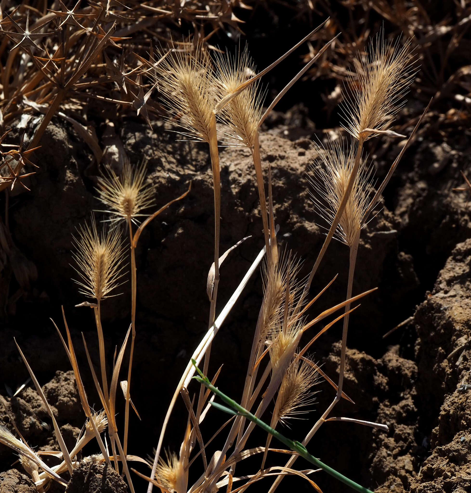 Plancia ëd Hordeum marinum subsp. gussoneanum (Parl.) Thell.