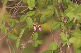 Слика од Galactia brachystachys Benth.