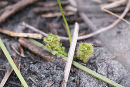 Image de Drosera stolonifera Endl.