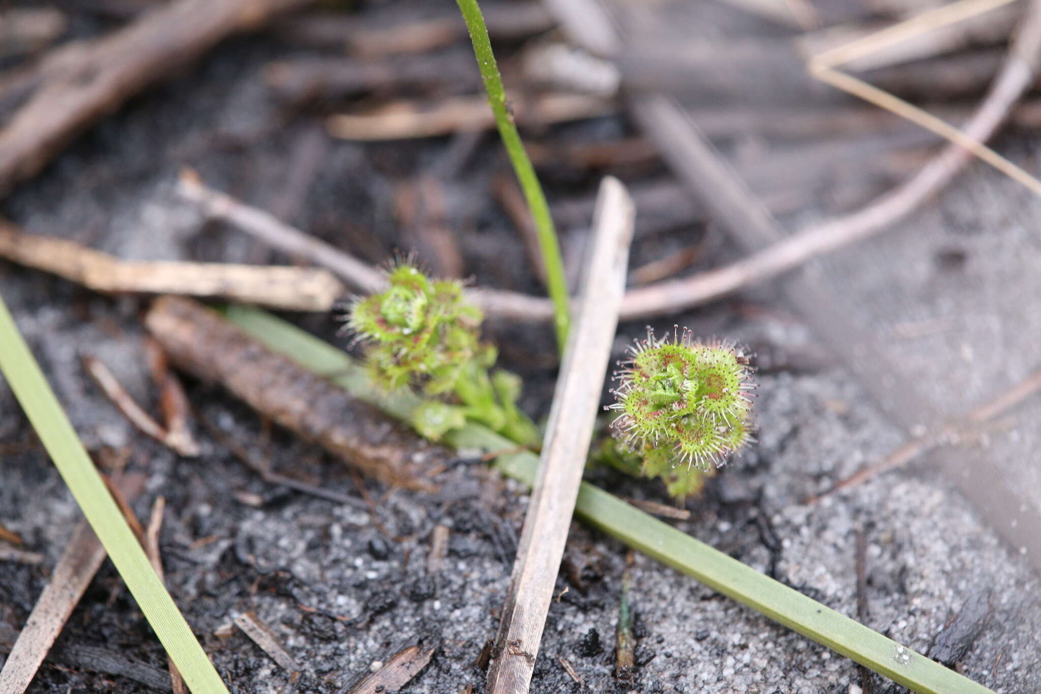 Image de Drosera stolonifera Endl.