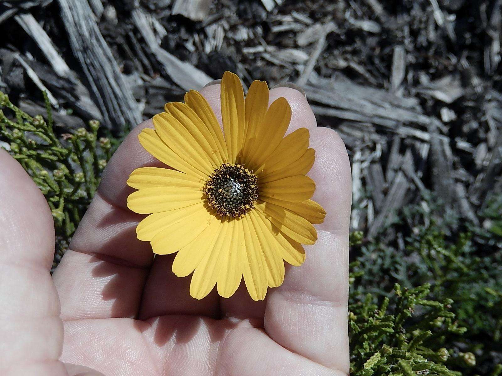 Image of Ursinia chrysanthemoides (Less.) Harv.