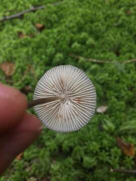 Image of Mycena megaspora Kauffman 1933