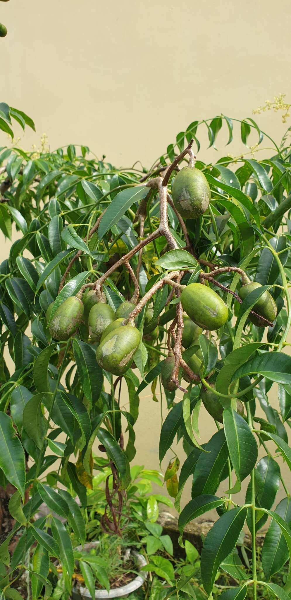 Image of Jewish plum