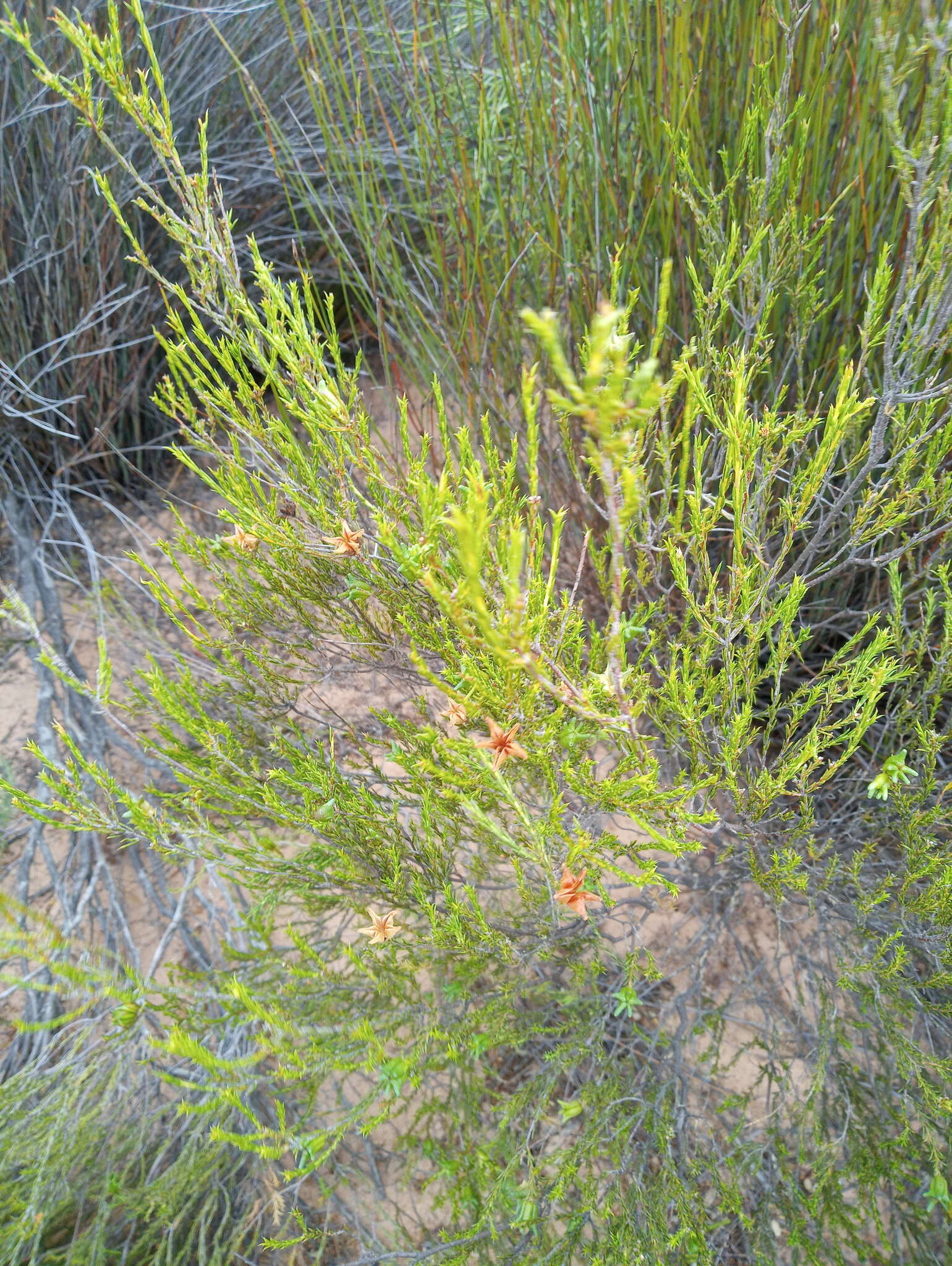 Image of Diosma acmaeophylla Eckl. & Zeyh.