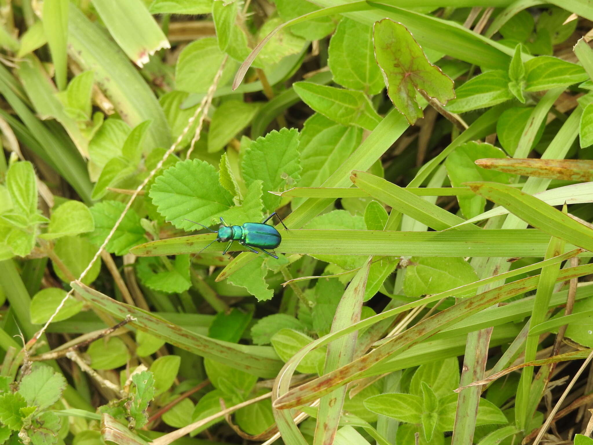 Plancia ëd Cicindela (Calochroa) whithillii (Hope 1838)