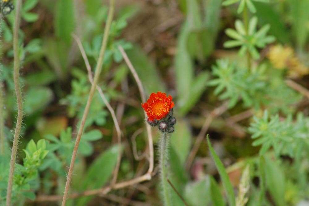 Plancia ëd Galium mollugo L.