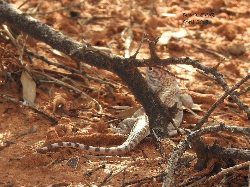 Image of Central Netted Dragon