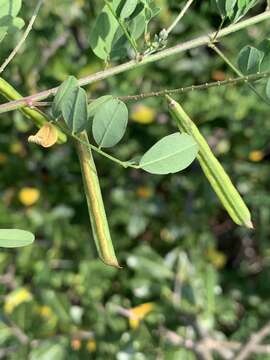 Imagem de Indigofera lupatana Baker fil.