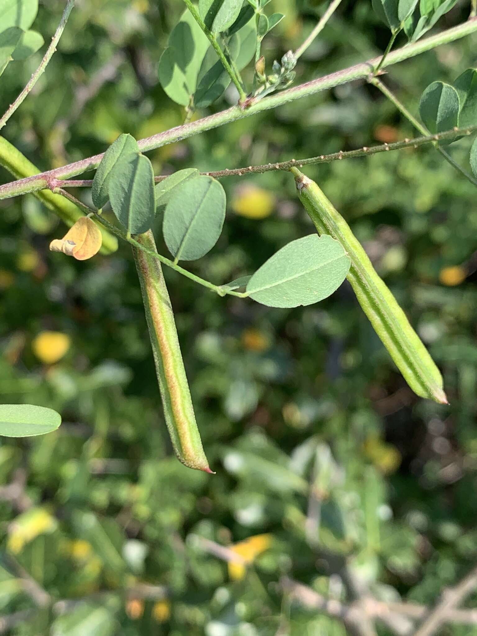 Image of Indigofera lupatana Baker fil.