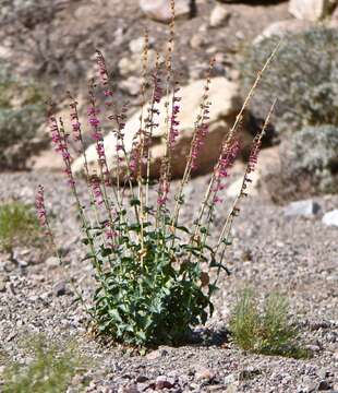 Image of pinto beardtongue