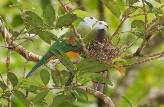 Image of Wompoo Fruit Dove