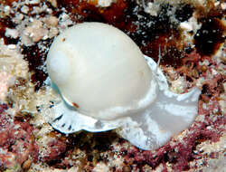 Image of Moon snail