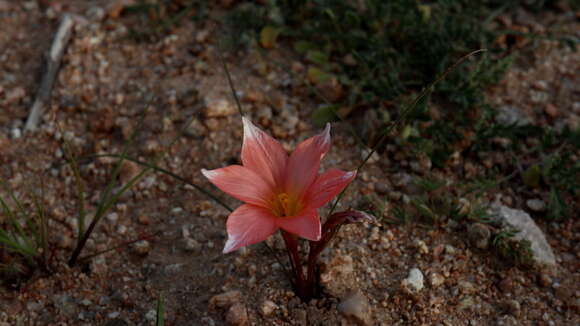 Image of Romulea namaquensis M. P. de Vos