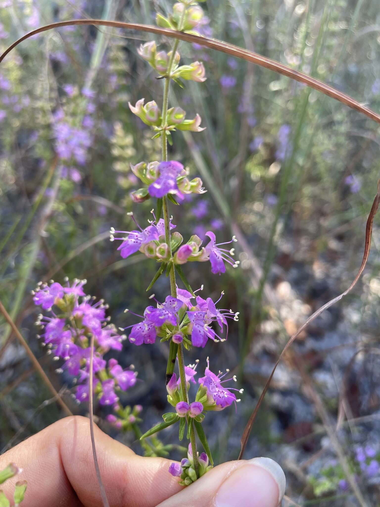 Image of Florida balm