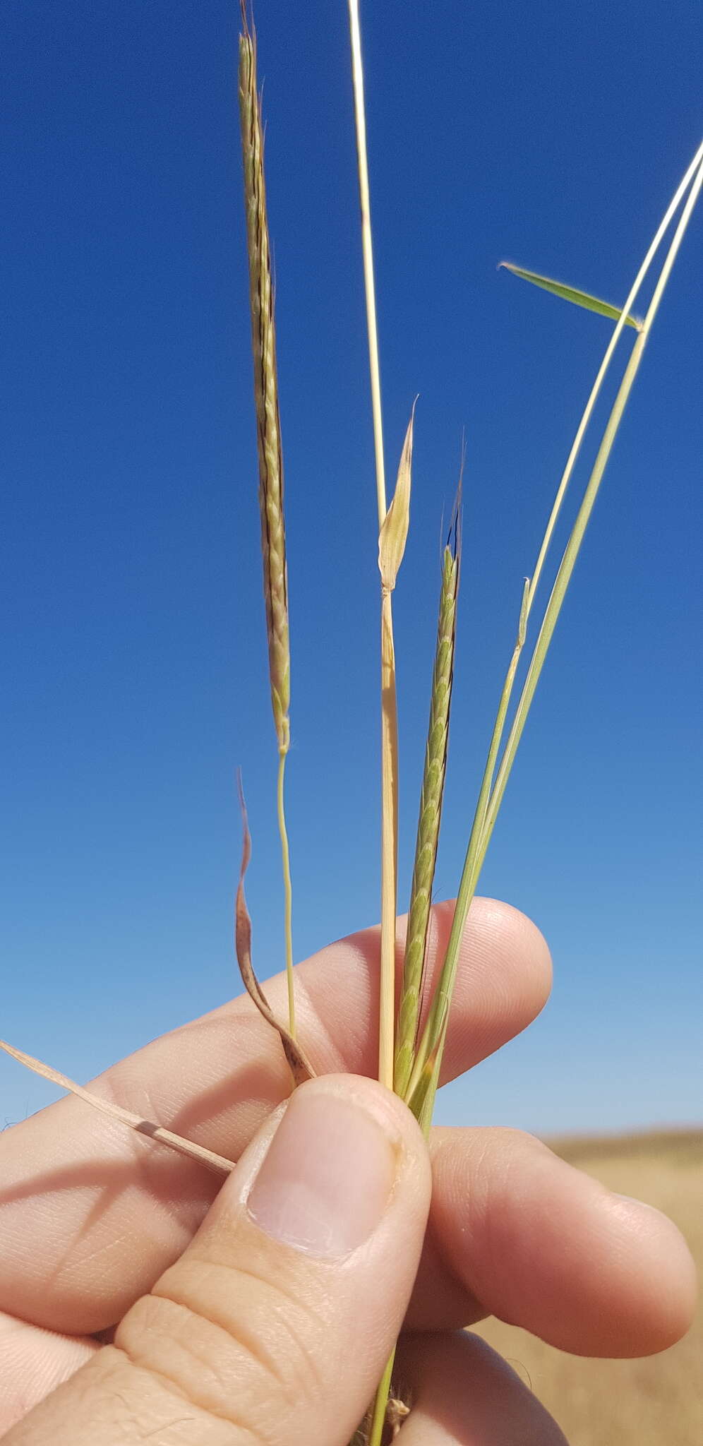 Image of Dichanthium queenslandicum B. K. Simon