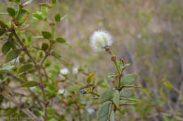 Image de Larrea divaricata Cav.