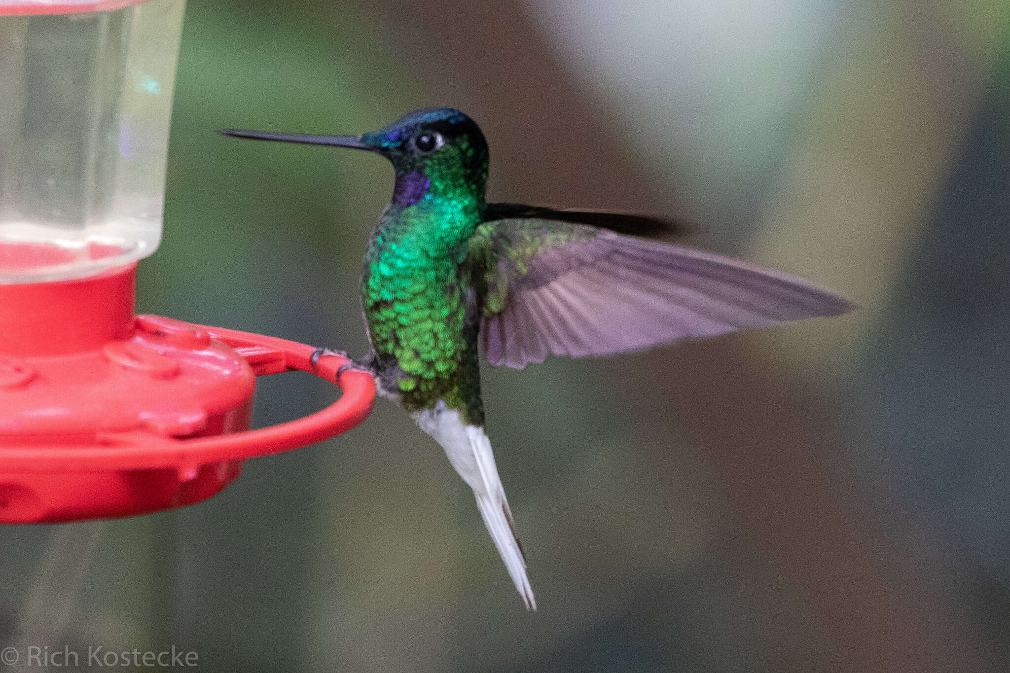 Image of White-tailed Starfrontlet