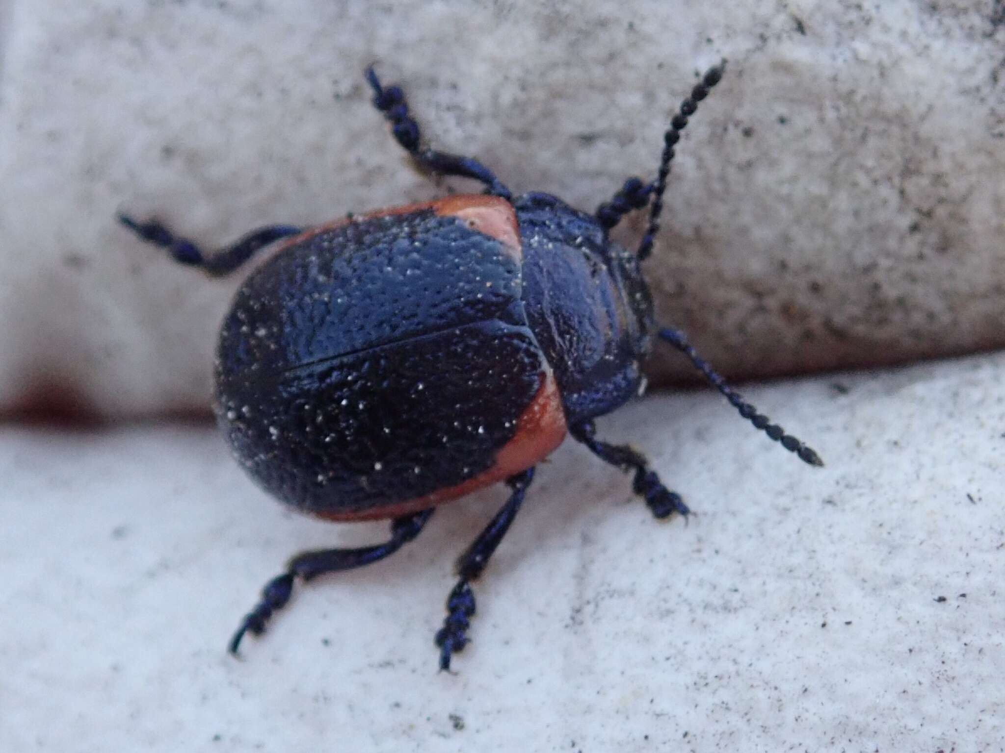 صورة <i>Chrysolina latecincta</i>