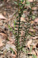 Image of Pimelea flava subsp. flava