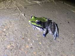 Image of Lithobates palmipes (Spix 1824)