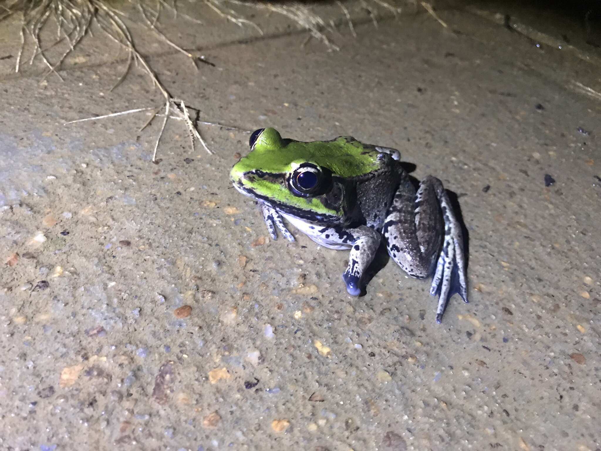 Image of Lithobates palmipes (Spix 1824)