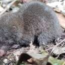 Image of Fossorial Tenrec