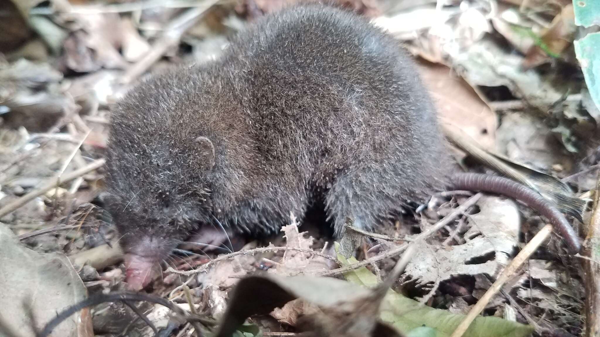 Image of Fossorial Tenrec