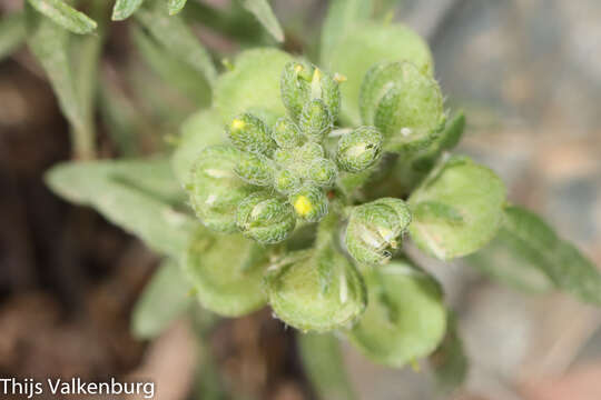 Image of Alyssum granatense Boiss. & Reut.