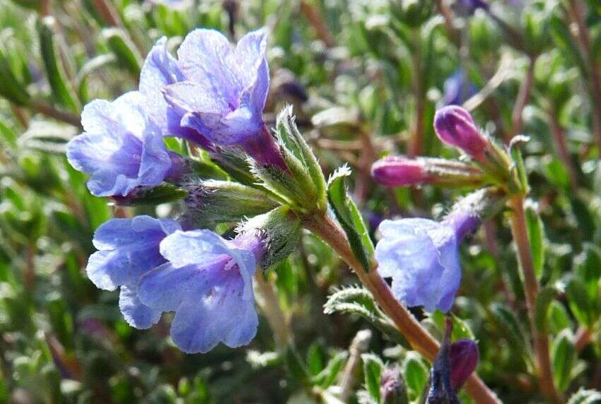 Plancia ëd Lithodora hispidula (Sm.) Griseb.