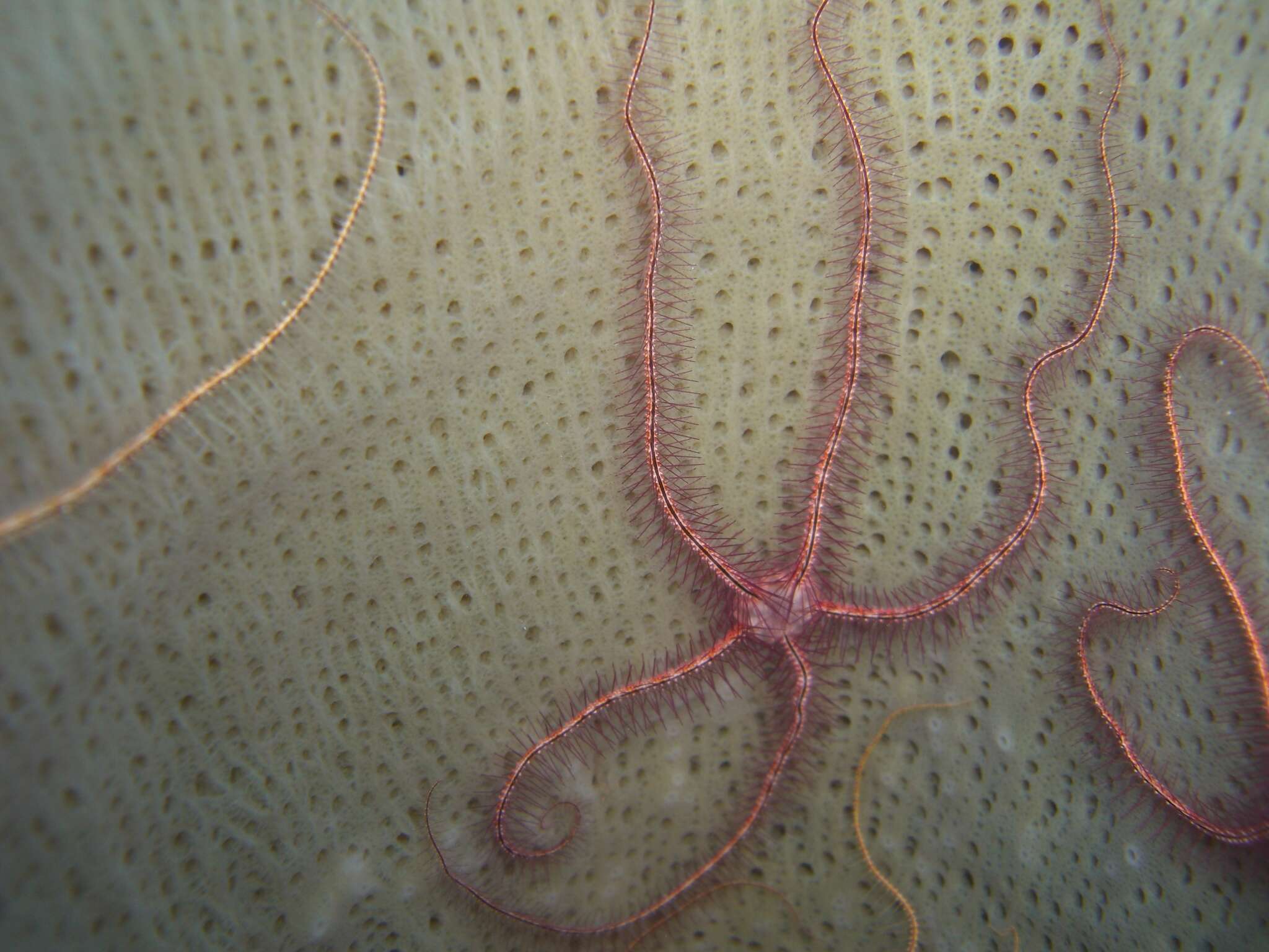 Image of Sponge brittle star