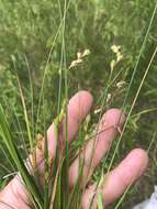 Image of Marsh Straw Sedge