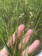 Слика од Carex hormathodes Fernald