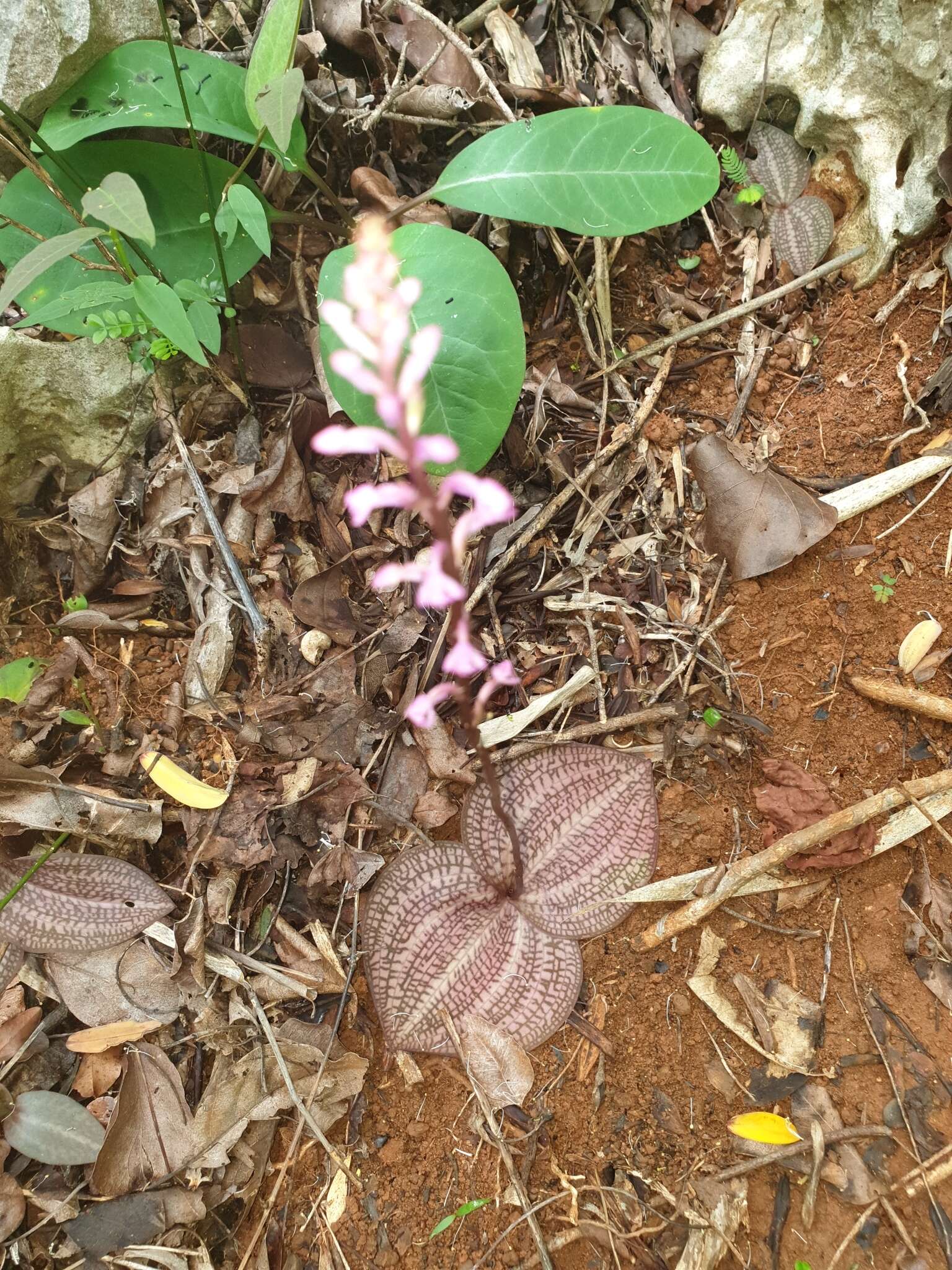 Слика од Cynorkis tryphioides Schltr.