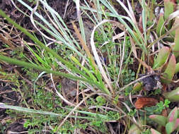 Image of Bulbine favosa (Thunb.) Schult. & Schult. fil.