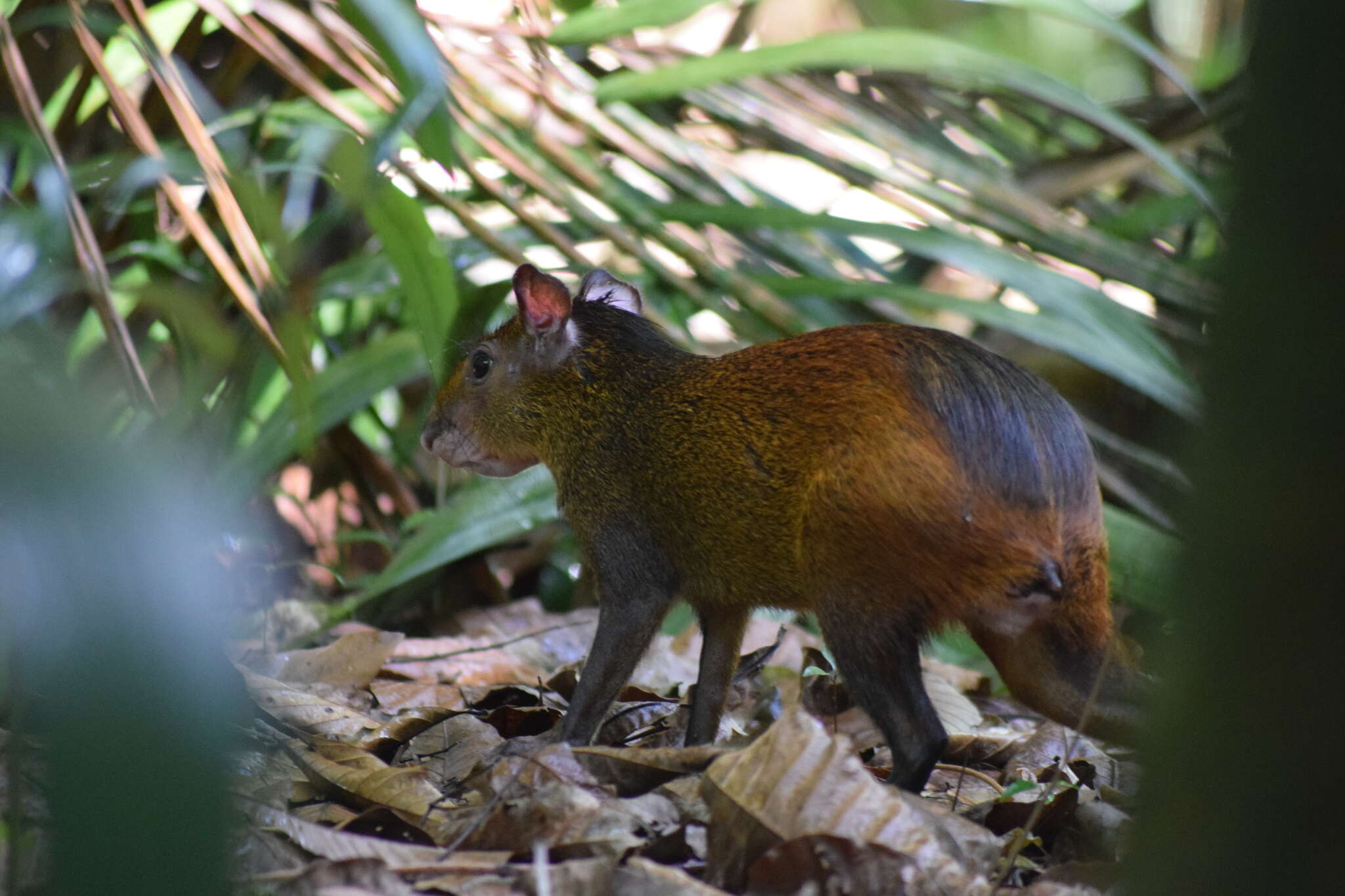 Image of Black-rumped Agouti