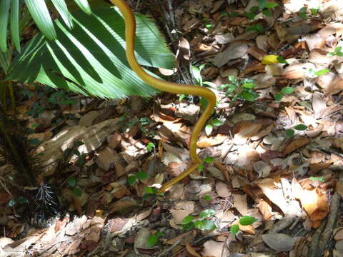 Imagem de Lycognathophis Boulenger 1893