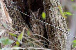 Image of Guatemalan Screech-owl