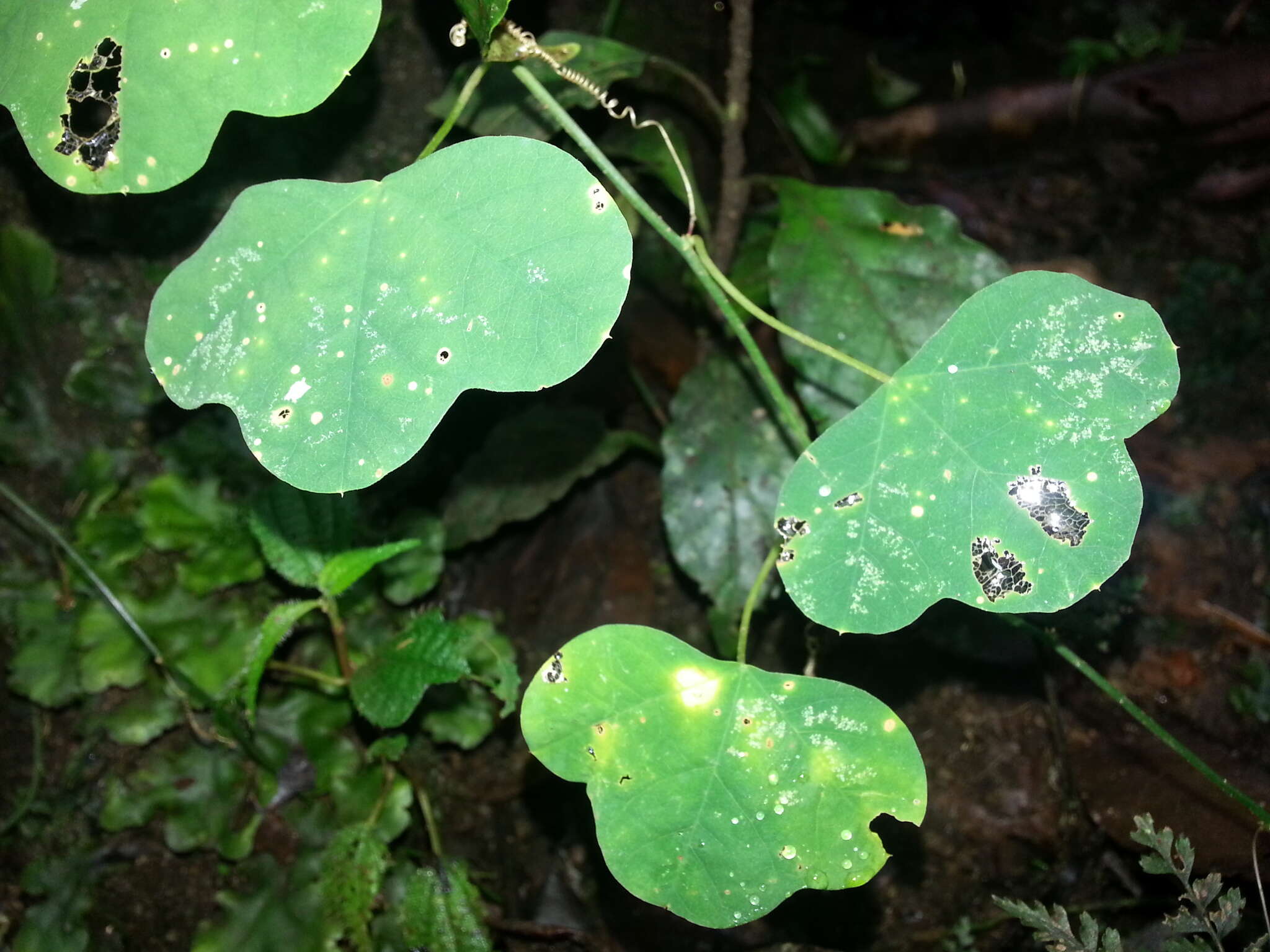 Image of slender passionflower